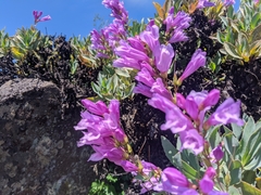 Penstemon barrettiae