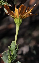 Dimorphotheca cuneata