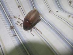 Melolonthinae