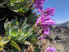 Penstemon barrettiae
