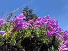 Penstemon barrettiae