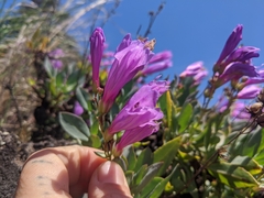 Penstemon barrettiae