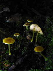 Pluteus admirabilis