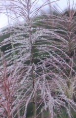 Miscanthus sacchariflorus