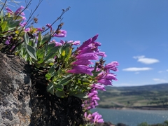 Penstemon barrettiae