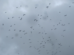Patagioenas