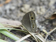 Mycalesis distanti