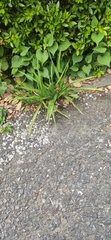 Poaceae