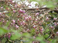 Millettieae