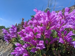 Penstemon barrettiae