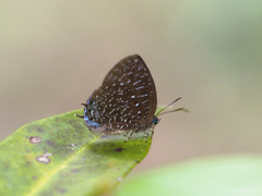 Arhopala democritus