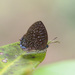 White-dot Oakblue - Photo (c) Cheongweei Gan, some rights reserved (CC BY-NC), uploaded by Cheongweei Gan