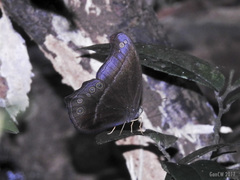 Coelites epiminthia