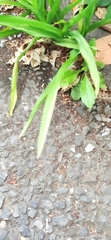 Poaceae