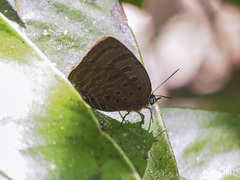 Arhopala cleander