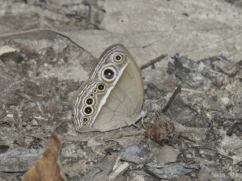 Wavy Bushbrown
