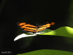 Pantoporia paraka
