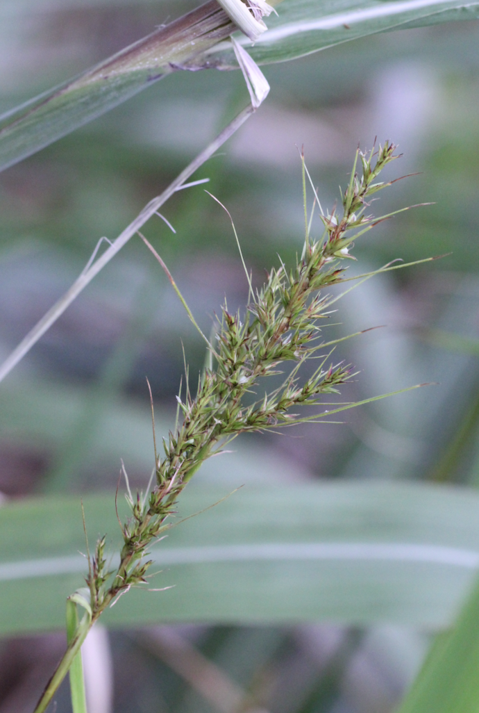 Image of Scleria levis by no rights reserved