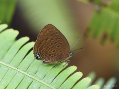 Arhopala moolaiana