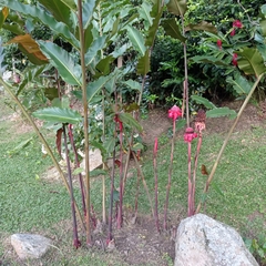 Etlingera