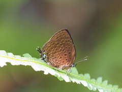 Arhopala lurida