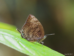 Arhopala centaurus nakula