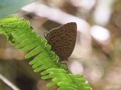 Arhopala aedias