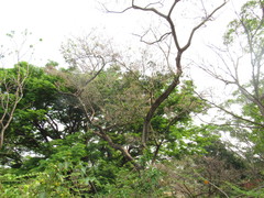 Millettieae