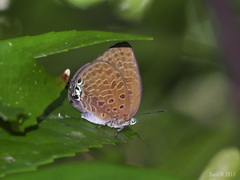 Arhopala lurida