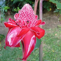 Etlingera