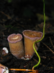 Gomphus clavatus