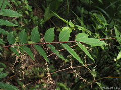 Tetradium glabrifolium