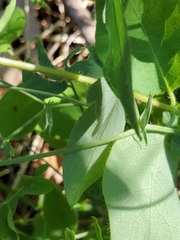 Lathyrus brownii