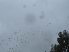 Patagioenas