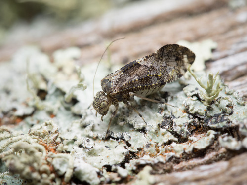 Photograph of Myopsocidae