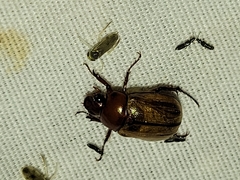 Anomala flavipennis