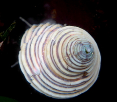 Calliostoma canaliculatum image