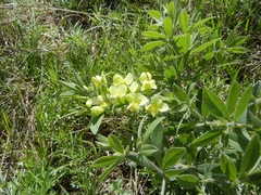 Baptisia bracteata leucophaea