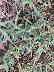 Persicaria subsessilis