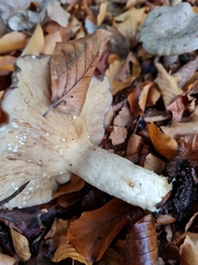 Lactarius