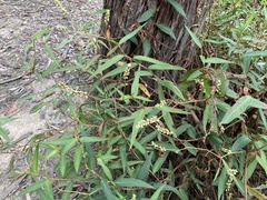 Persicaria subsessilis
