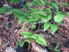Smilax smallii