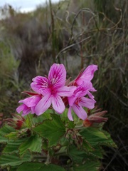 Pelargonium cucullatum strigifolium