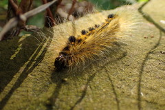 Acronicta major