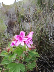 Pelargonium cucullatum strigifolium