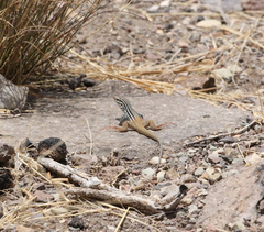 Aspidoscelis scalaris