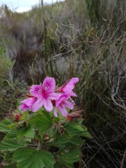Pelargonium cucullatum strigifolium