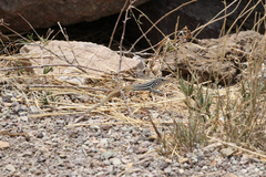 Aspidoscelis scalaris