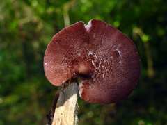 Entoloma violaceum