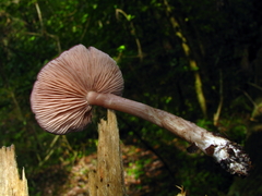 Entoloma violaceum